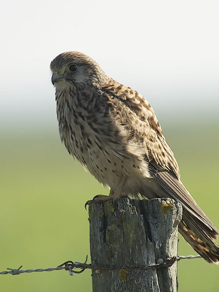 Tuulihaukka, Common Kestrel, Falco tinnunculus